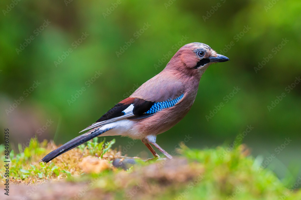 Closeup of a wet Eurasian jay bird Garrulus glandarius washing, preening and cleaning in water.