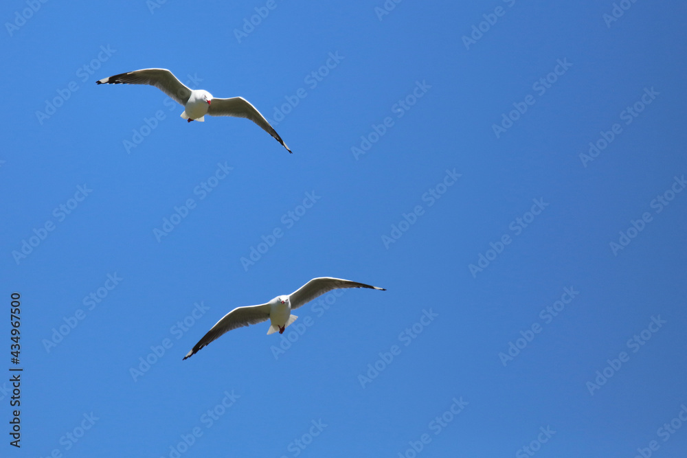 Rotschnabelmöwe / Red-billed gull / Larus scopulinus. Rotschnabelmöwe / Red-billed gull / Larus scopulinus.
