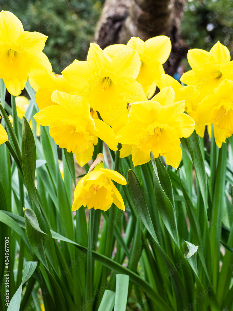 fresh yellow narcissus flowers closeup at garden fresh yellow narcissus flowers closeup at garden