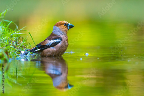 Closeup of a wet hawfinch, Coccothraustes coccothraustes washing, preening and cleaning in water. © Sander Meertins