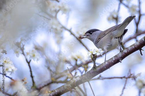 Closeup of a Eurasian blackcap bird, Sylvia atricapilla, perching on a branch, singing.