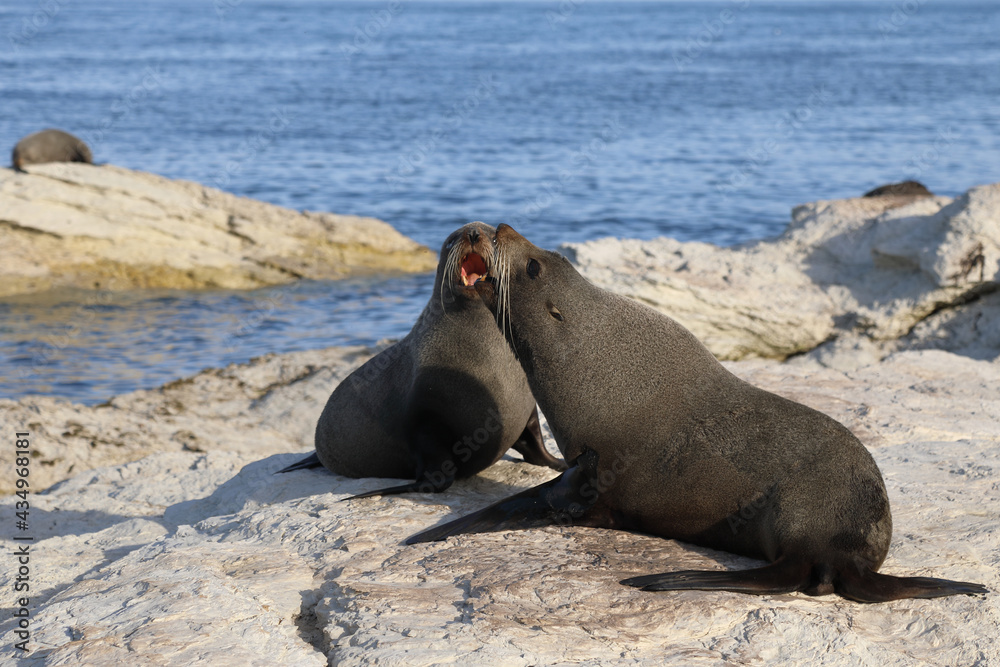 Fototapeta premium Neuseeländischer Seebär / New Zealand fur seal / Arctocephalus forsteri.