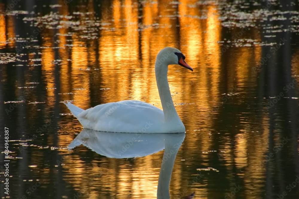 Fototapeta premium Swan