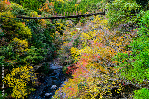 日本の秘境紅葉「五家荘・川辺川・樅木の吊橋」 (しゃくなげ橋から撮影) 標高1300m～1700m Unexplored autumn leaves in Japan 