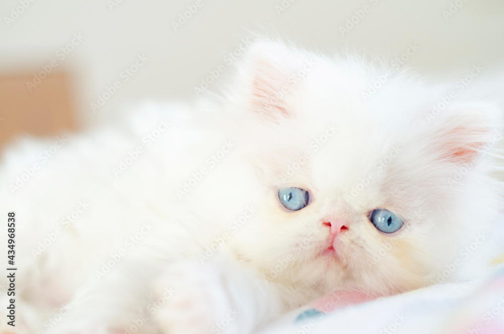 portrait persian cute kitten