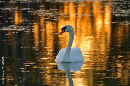 Swan