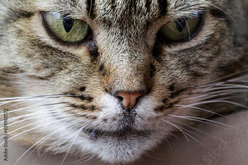 Close-up of European Shorthair cat, 4 years old