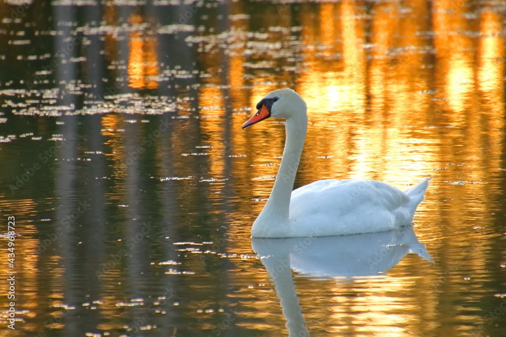 Fototapeta premium Swan