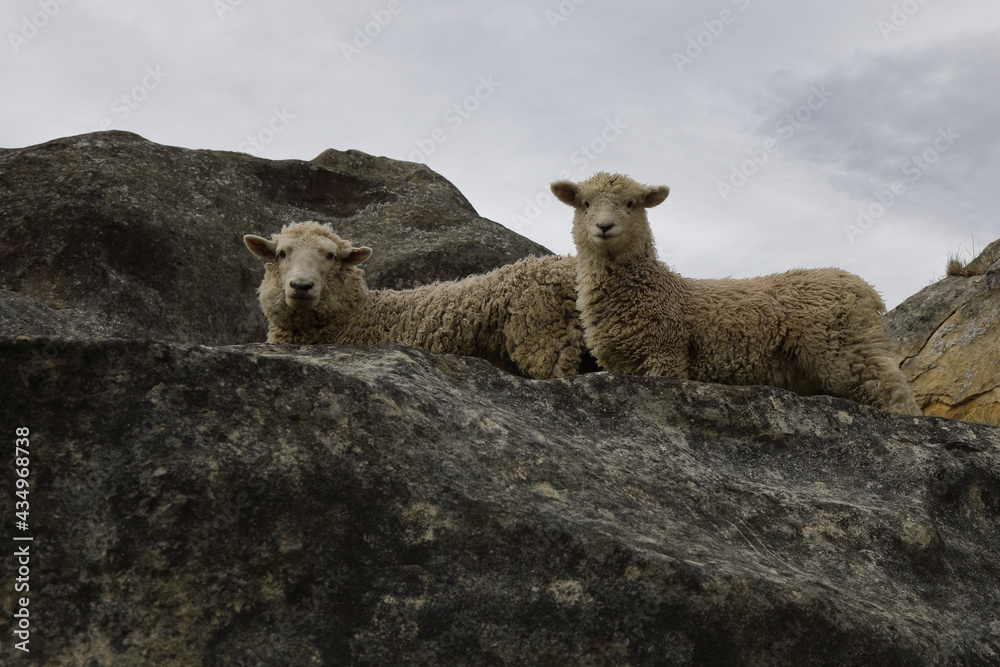 Fototapeta premium Romneyschaf / Romney sheep / Ovis.