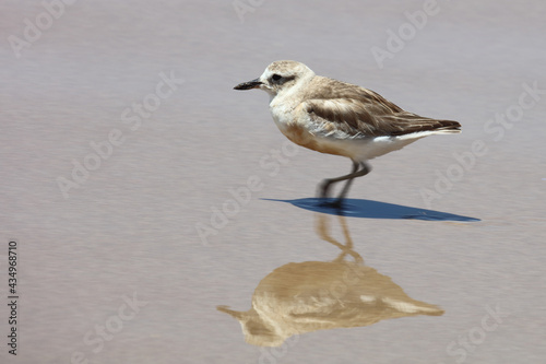 Maoriregenpfeifer / New Zealand dotterel / Charadrius obscurus aquilonius