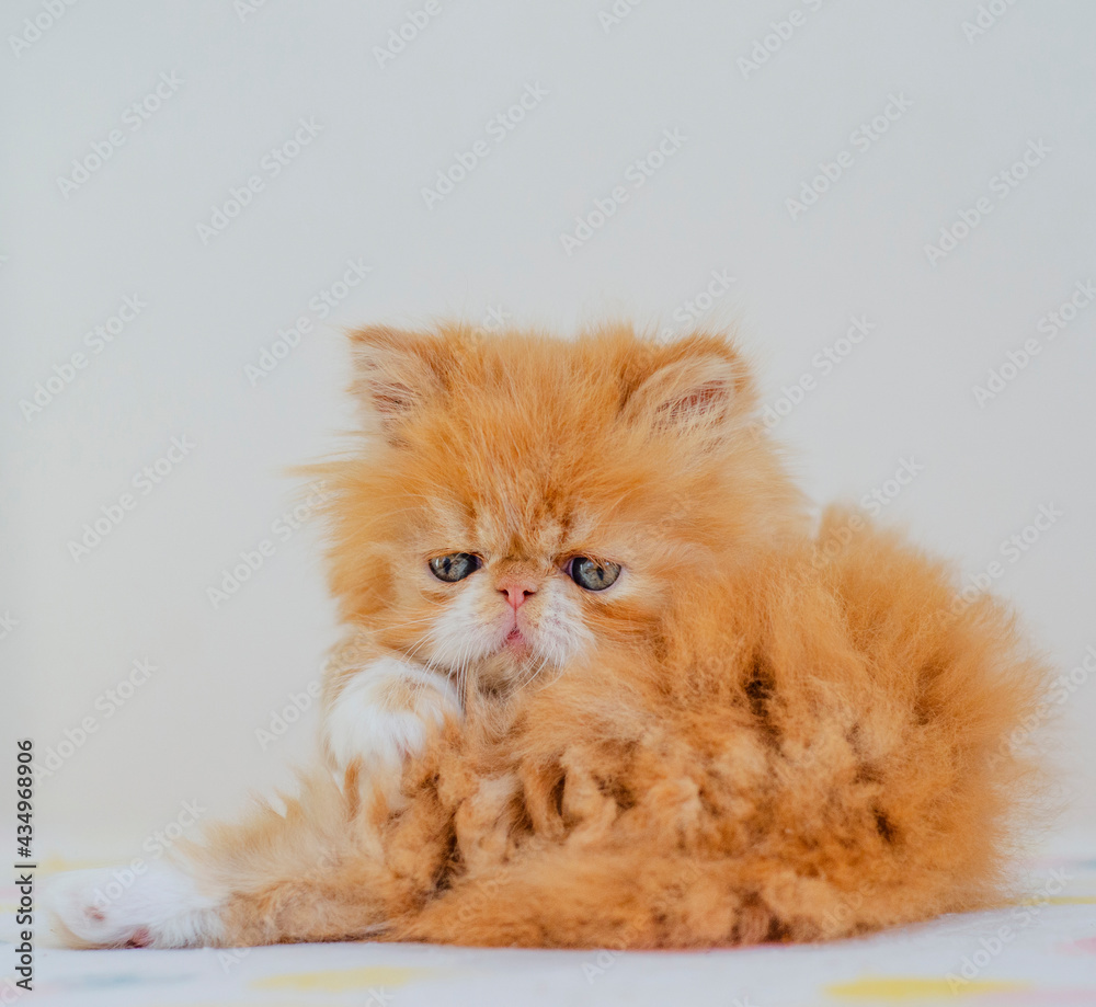 portrait persian cute kitten
