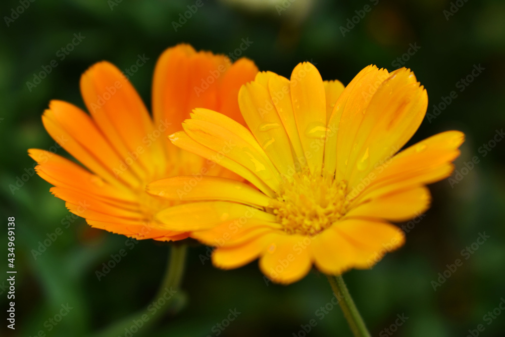 yellow flower with dew drops yellow flower with dew drops