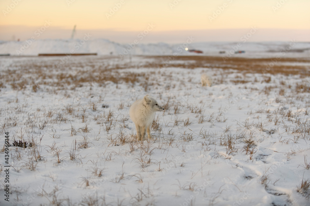Arctic fox in winter time in Siberian tundra. Arctic fox in winter time in Siberian tundra.