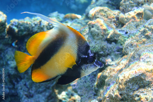 Red sea bannerfish ( Heniochus intermedius ) - coral reef, Egypt 