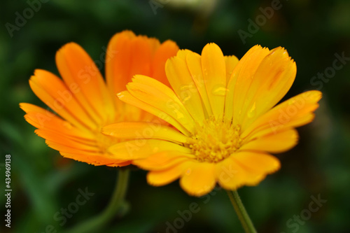 yellow flower with dew drops