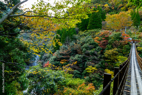 日本の秘境紅葉「川辺川・樅木の吊橋」上段：あやとり橋から撮影 「五家荘」標高1300m～1700m Japan's unexplored autumn leaves 