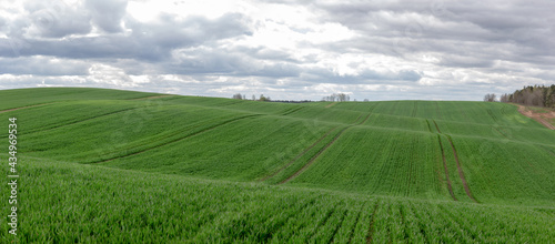 Panorama of large green hilly agricultural field over cloudy sky © Ilya