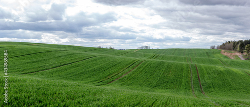 Panorama of large green hilly agricultural field over cloudy sky © Ilya