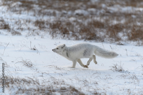 Wild arctic fox (Vulpes Lagopus) in tundra in winter time. White arctic fox running.