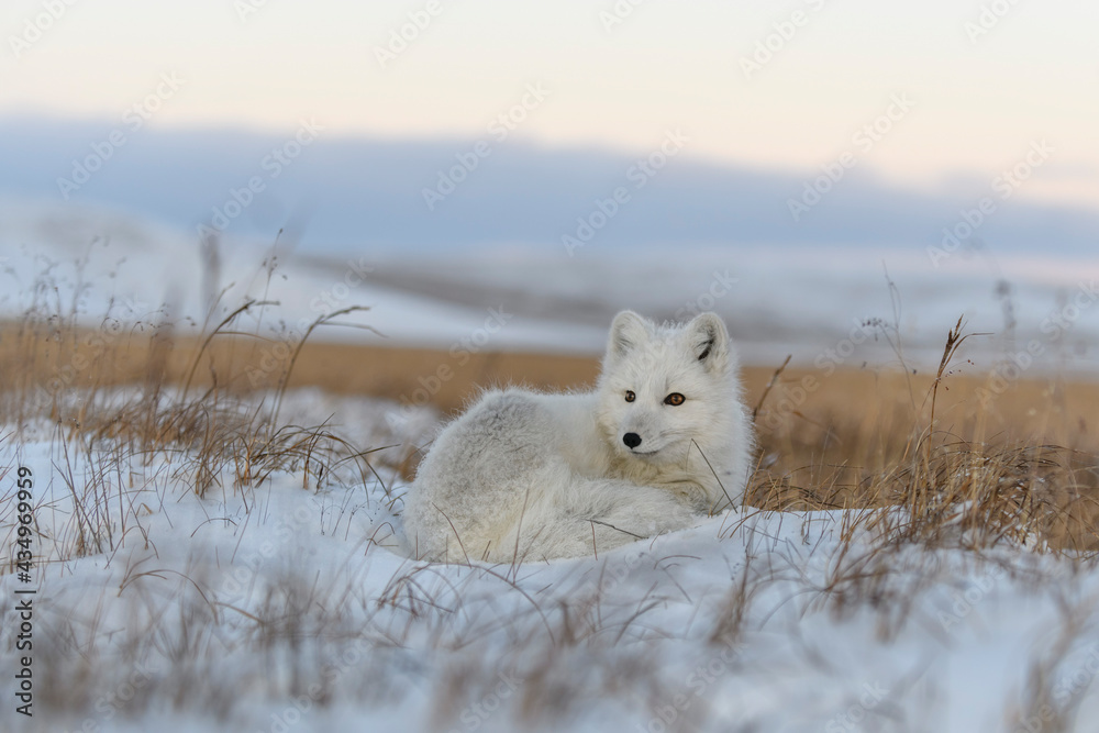 Wild arctic fox (Vulpes Lagopus) in tundra in winter time. White arctic fox lying. Wild arctic fox (Vulpes Lagopus) in tundra in winter time. White arctic fox lying.