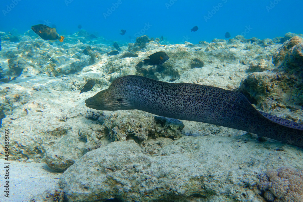 Fototapeta premium Moray eel - Gymnothorax javanicus (Giant moray) in the Red Sea,