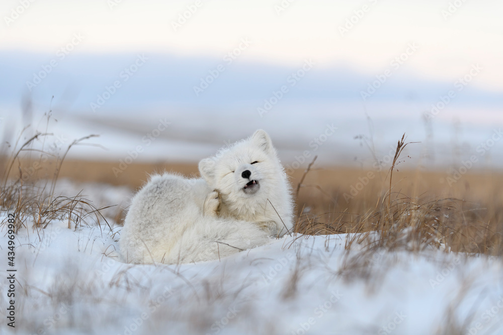  Wild arctic fox (Vulpes Lagopus) in tundra in winter time. White arctic fox with closed eyes.