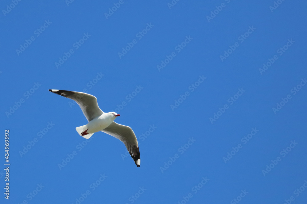 Rotschnabelmöwe / Red-billed gull / Larus scopulinus. Rotschnabelmöwe / Red-billed gull / Larus scopulinus.