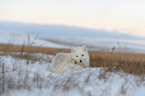 Wild arctic fox (Vulpes Lagopus) in tundra in winter time. White arctic fox lying. © Alexey Seafarer