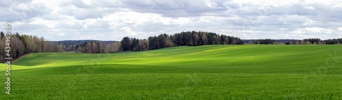 Panorama of a large green hilly agricultural field over a cloudy sky. A forest grows beyond the field.