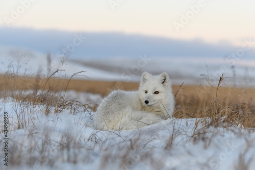 Wild arctic fox (Vulpes Lagopus) in tundra in winter time. White arctic fox lying. © Alexey Seafarer