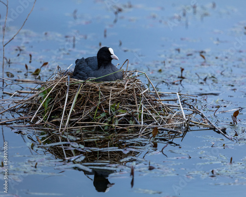 Coot, water fowl, bird, sitting a a nest in apond. photo