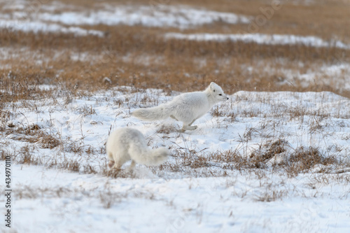Two young arctic foxes (Vulpes Lagopus) in wilde tundra. Arctic fox playing.