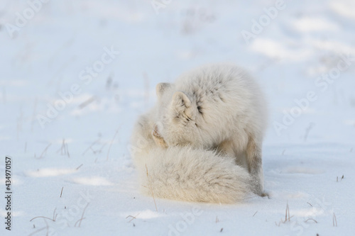 Arctic fox (Vulpes Lagopus) sitting and scrathing in wilde photo