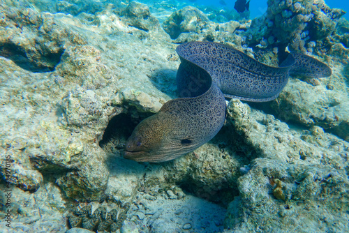 Moray eel - Gymnothorax javanicus (Giant moray) in the Red Sea, photo