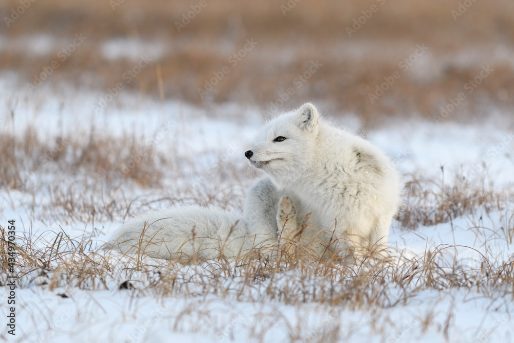 Arctic fox in winter time in Siberian tundra close up. Arctic fox in winter time in Siberian tundra close up.