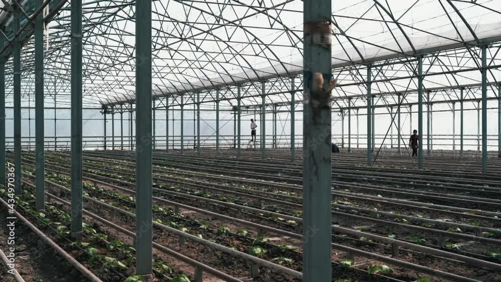 panning inside a large greenhouse panning inside a large greenhouse