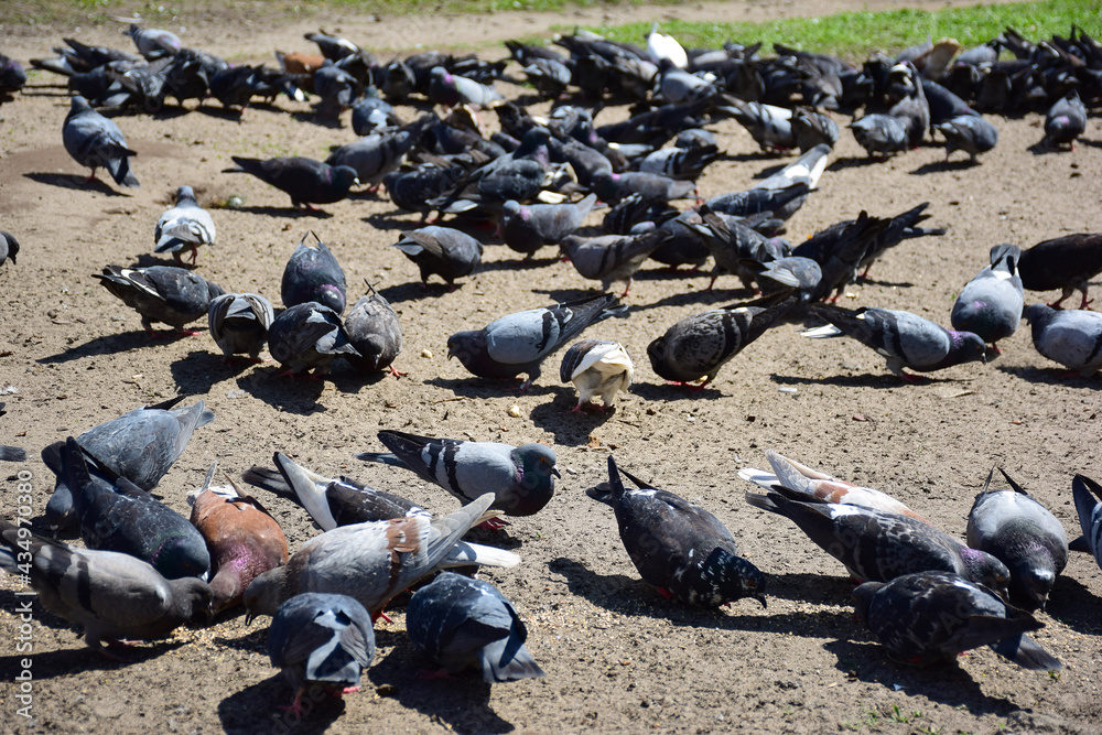 Obraz premium Many pigeons eat scattered food from the ground