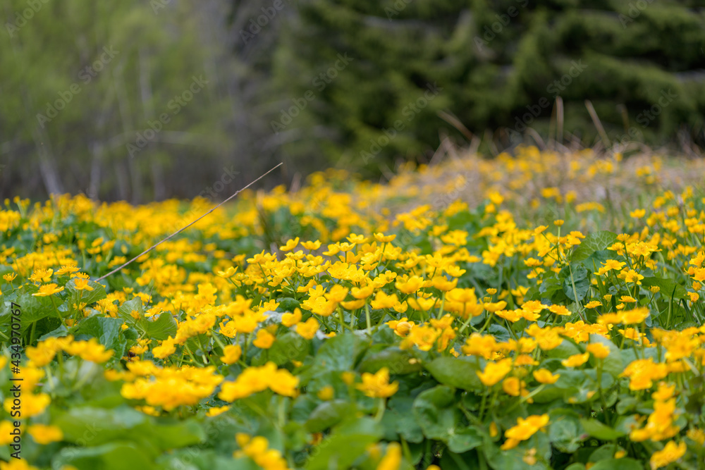 Fototapeta premium Sumpfdotterblume