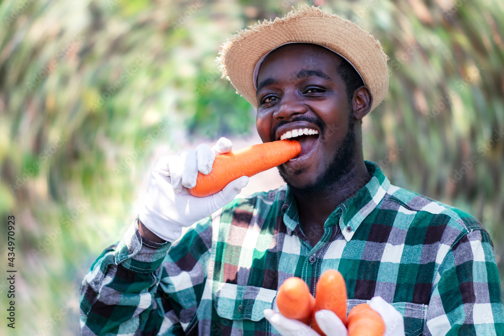 Fototapeta premium African farmer eating fresh carrots in hands on organic farm.Agriculture or cultivation concept