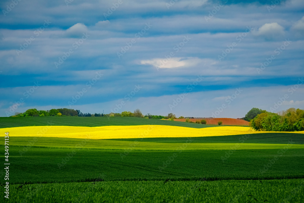 Obraz premium Rapsblüte an der Ostsee, Leuchtturm von Bastorf bei Kühlungsborn