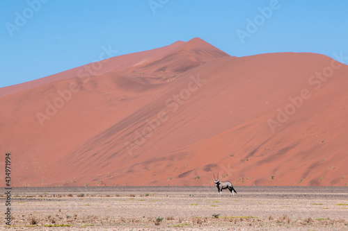 lone oryx in front of red dune in sossusvlei 