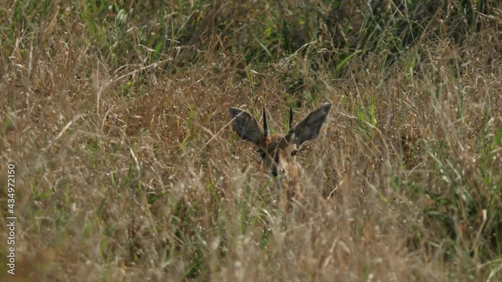 Steenbok / Steenbuck in African Savanna natural environment Steenbok / Steenbuck in African Savanna natural environment
