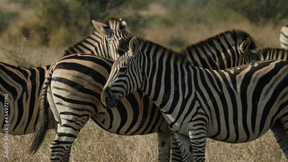 Plains Zebras and African Buffalos grazing together in Africa Savannah Bushveld Nature Plains Zebras and African Buffalos grazing together in Africa Savannah Bushveld Nature