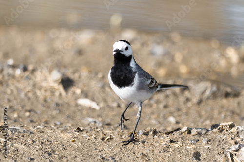 Wagtail on the beach
