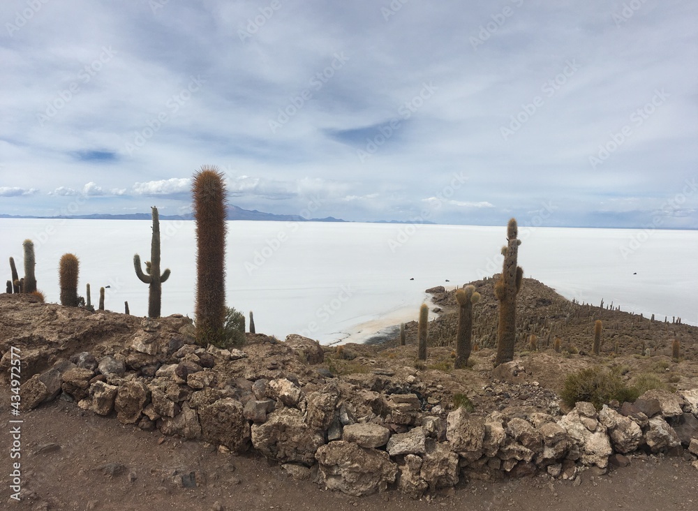Cactus island in the Uyuni salt desert