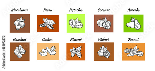 Vector set of colorful nut illustration, black and white outline drawings on different colors, nuts with leaves.
