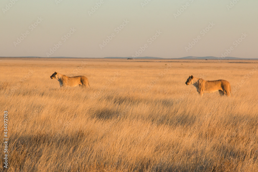 two lionesses standing in savannah in sunset light in etosha national parc 