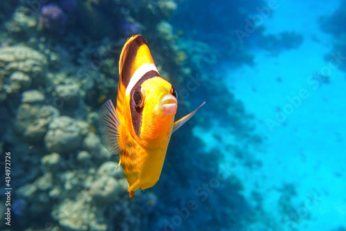 Coral fish -  Red sea Raccoon butterfly fish ( Chaetodon fasciatus ) photo