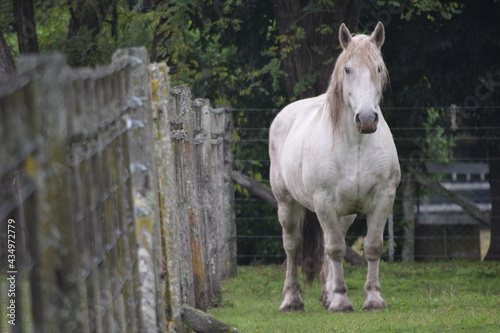 Fototapeta Naklejka Na Ścianę i Meble -  white percheron horse in a wooden pen 