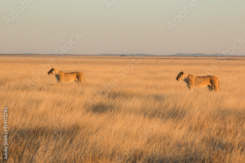 two lionesses standing in savannah in sunset light in etosha national parc 